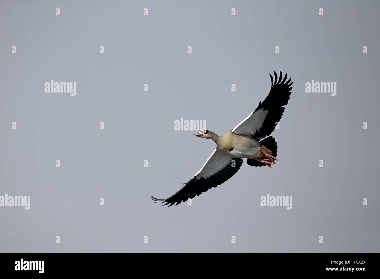 Egyptian goose, Alopochen aegyptiacus, single bird in flight, South Africa, August 2015 Stock Photo