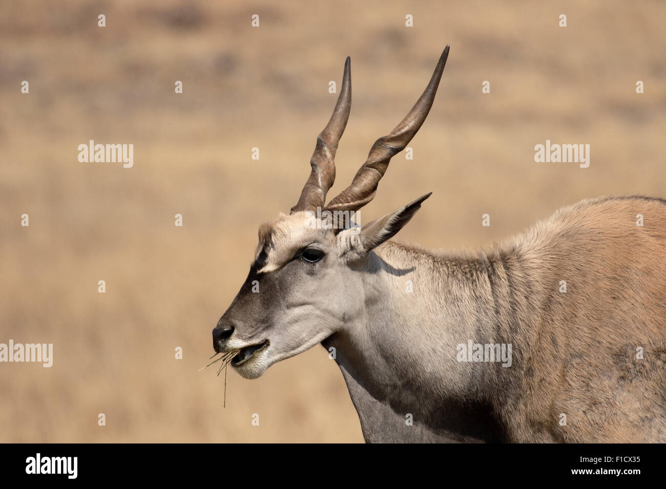 Eland, Taurotragus oryx, single mammal head shot, South Africa, August 2015 Stock Photo