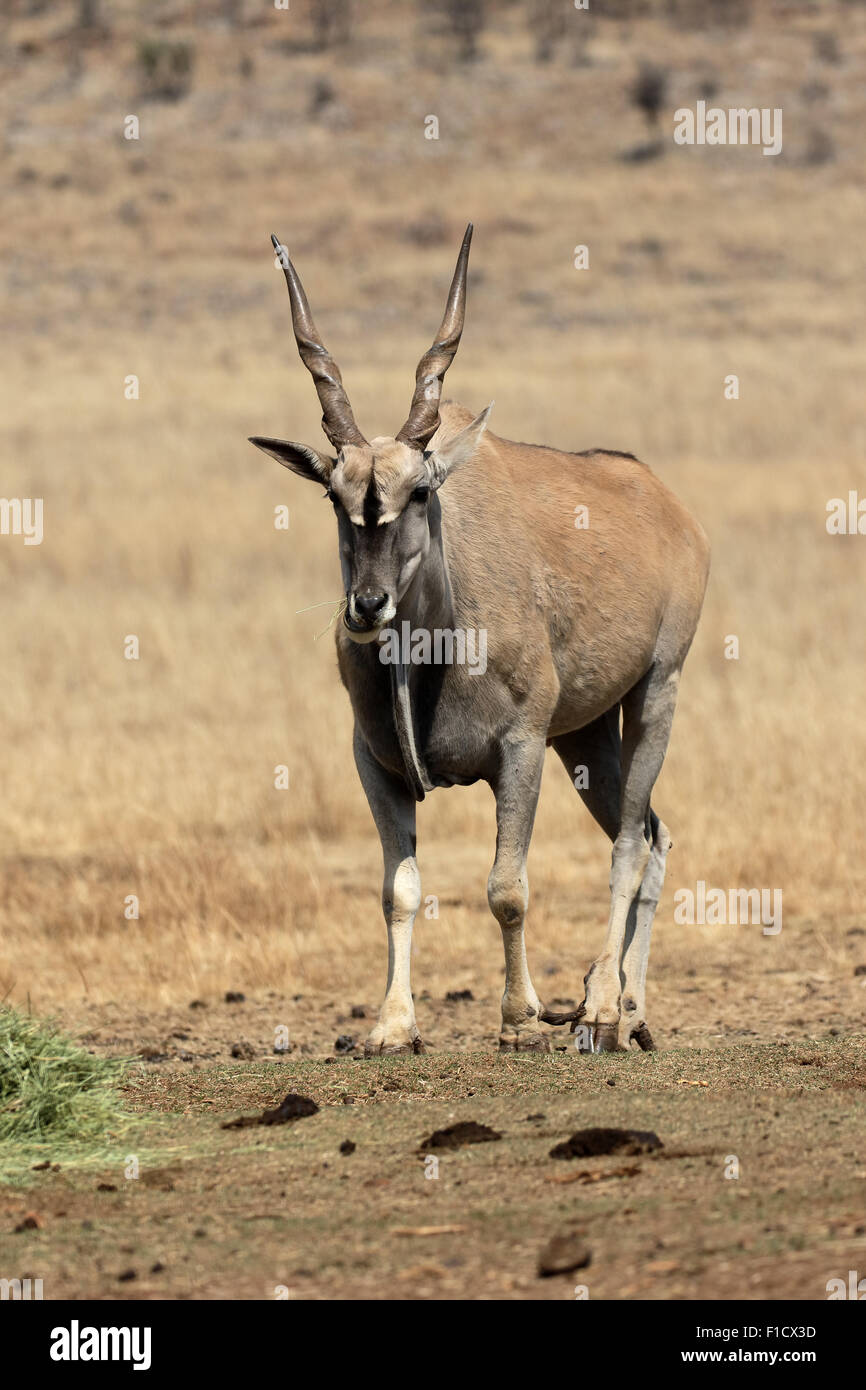 Eland, Taurotragus oryx, single mammal, South Africa, August 2015 Stock Photo