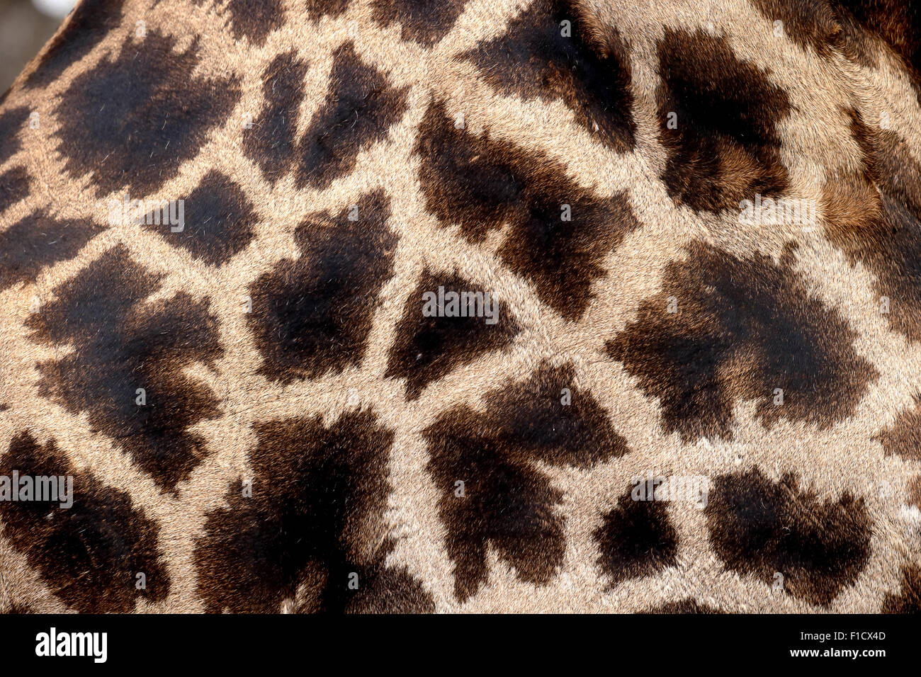 Giraffe, Giraffa camelopardalis, single mammal coat pattern, South Africa, August 2015 Stock Photo