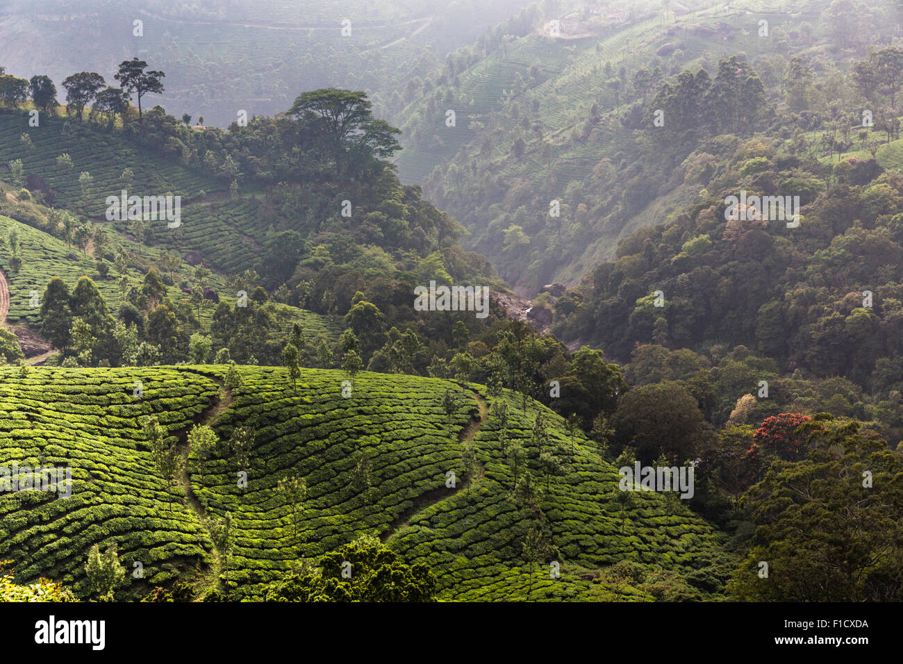 Tea plantation near Munnar in Kerala, India viewed from Pothamedu Overlook on National Highway 49 Stock Photo