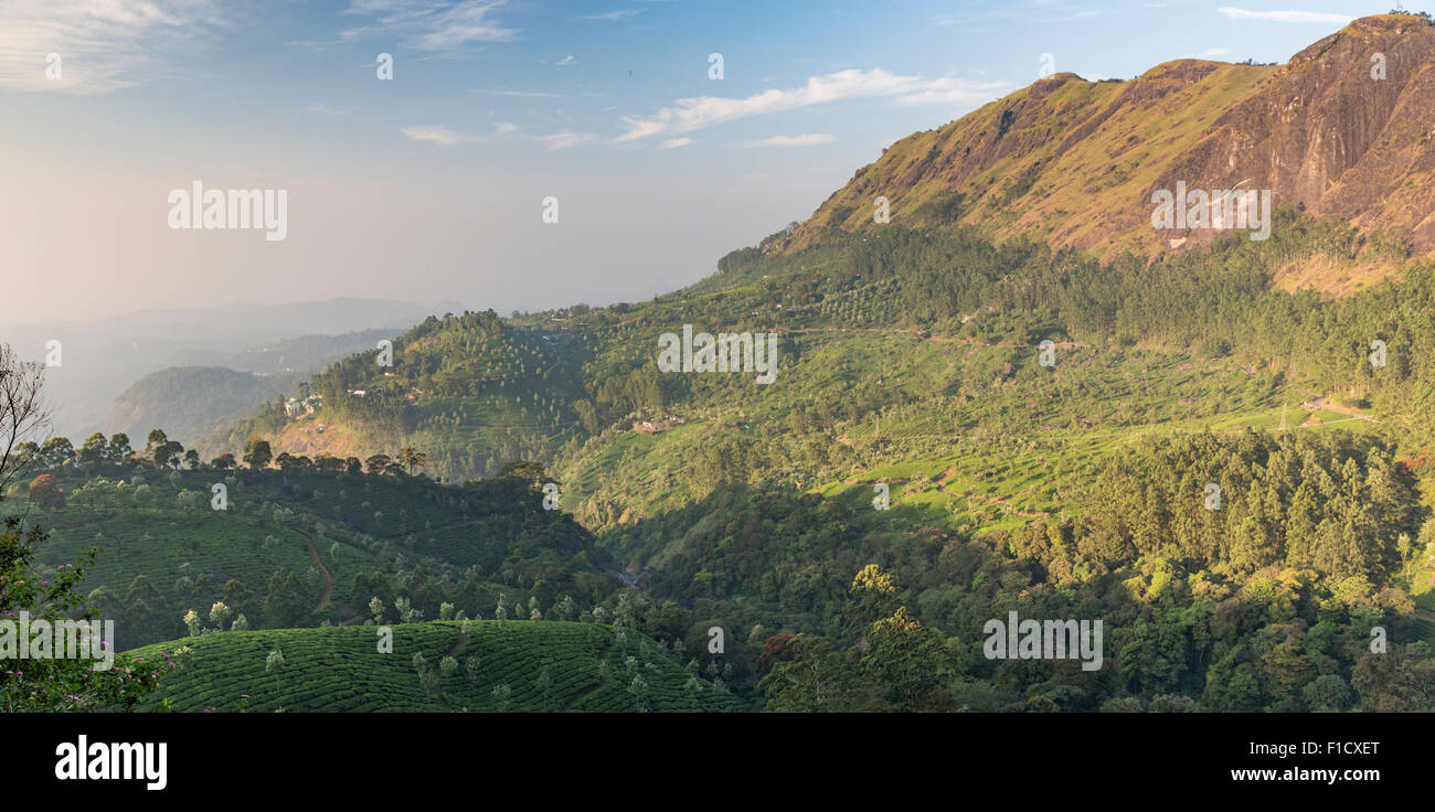 Tea plantation and mountain ridge near Idukki in Kerala, India viewed from  National Highway 49 Stock Photo