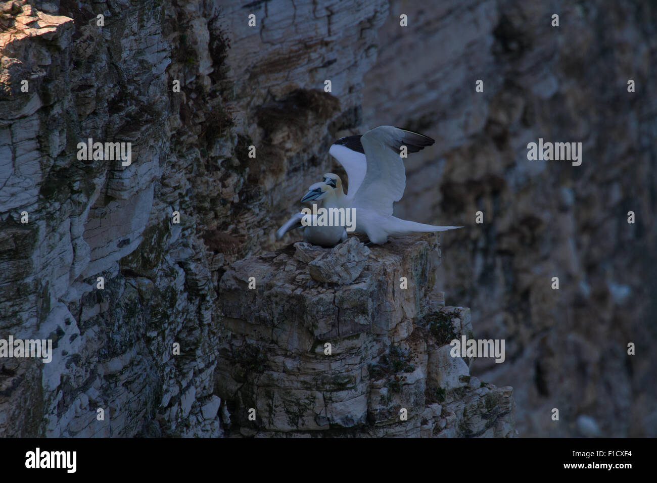 Gannet initiating the greeting ritual Stock Photo