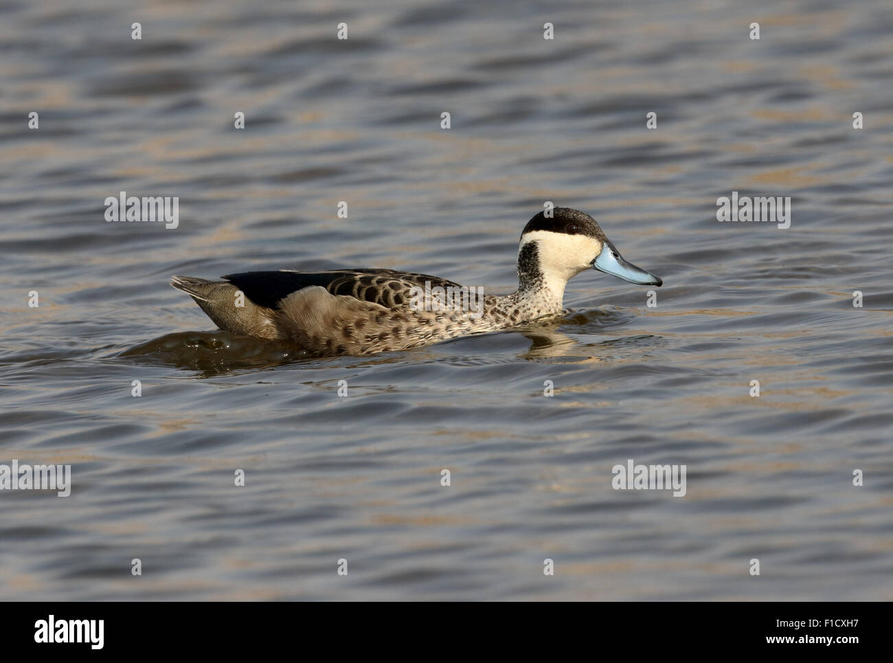 Hottentot teal, Anas hottentota, single bird on water, South Africa, August 2015 Stock Photo