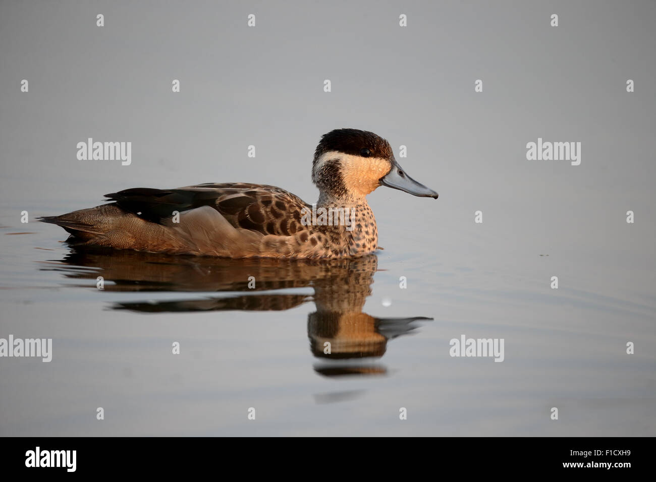 Hottentot teal, Anas hottentota, single bird on water, South Africa, August 2015 Stock Photo