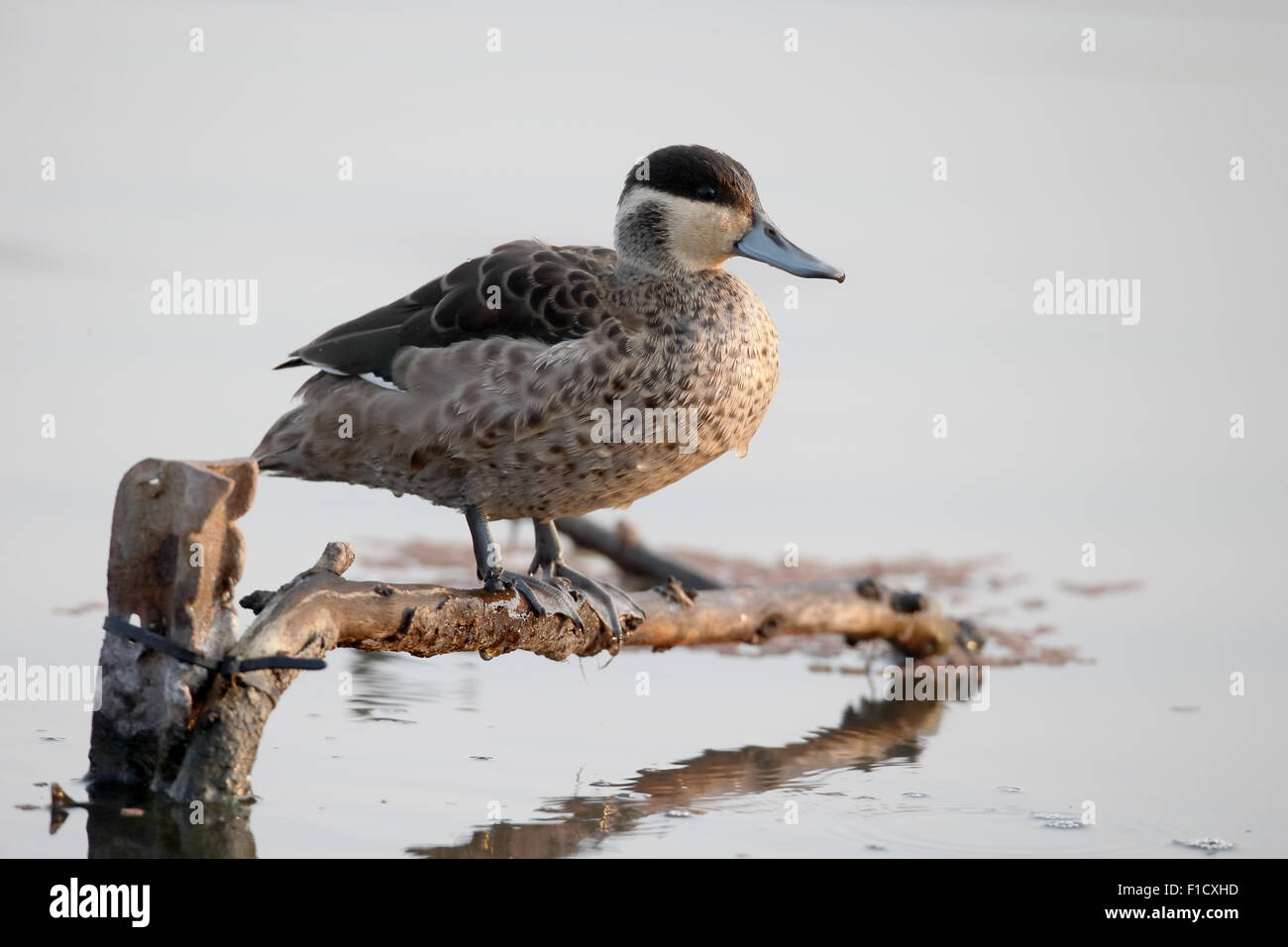 Hottentot teal, Anas hottentota, single bird by water, South Africa, August 2015 Stock Photo
