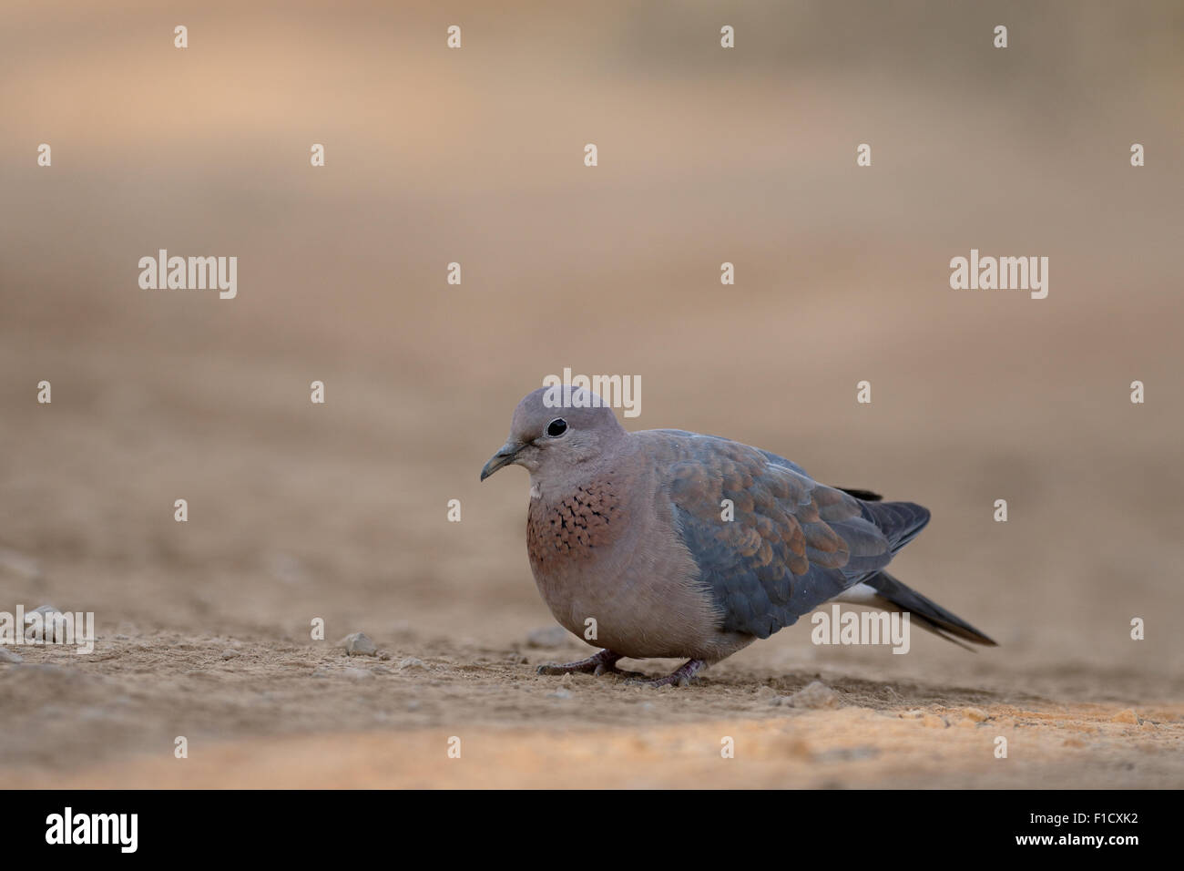 Laughing dove, Streptopelia senegalensis, single bird on ground, South Africa, August 2015 Stock Photo