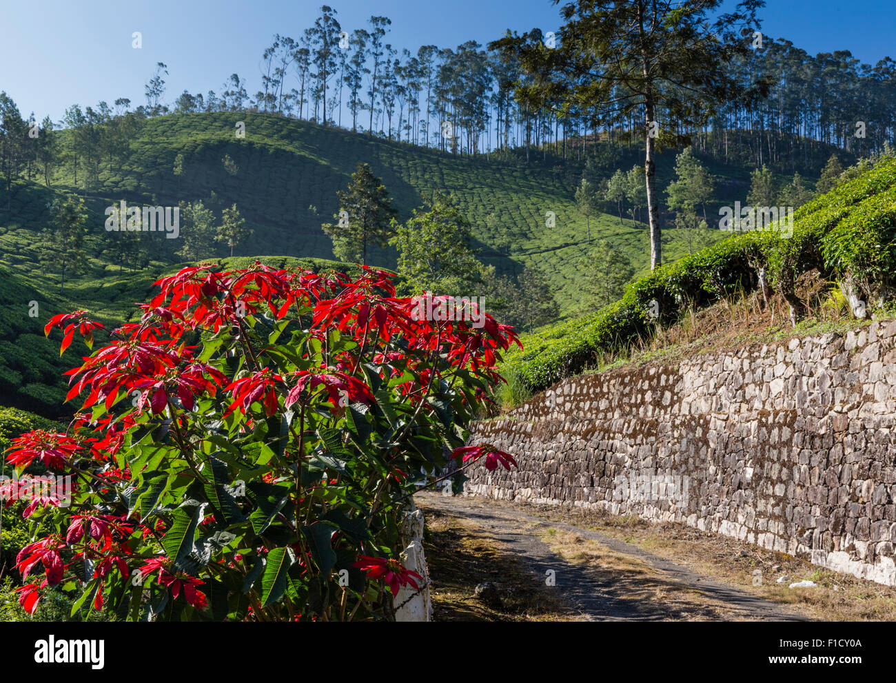 Poinsettia plants on a tea estate near Munnar, Kerala, India Stock Photo