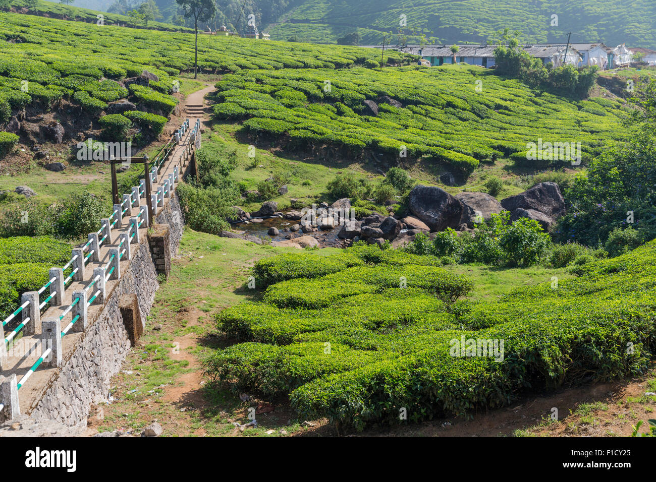 Stone causeway leading past tea bushes toward worker housing on a tea estate near Munnar, Kerala, India Stock Photo