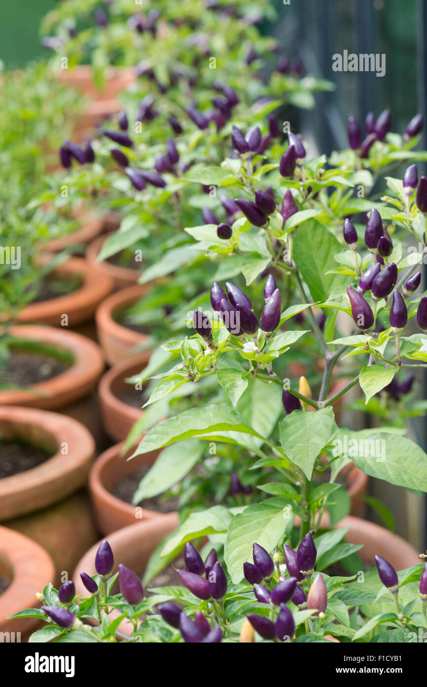 Chilli Pepper 'Numex Twilight' in plant pots selective focus Stock