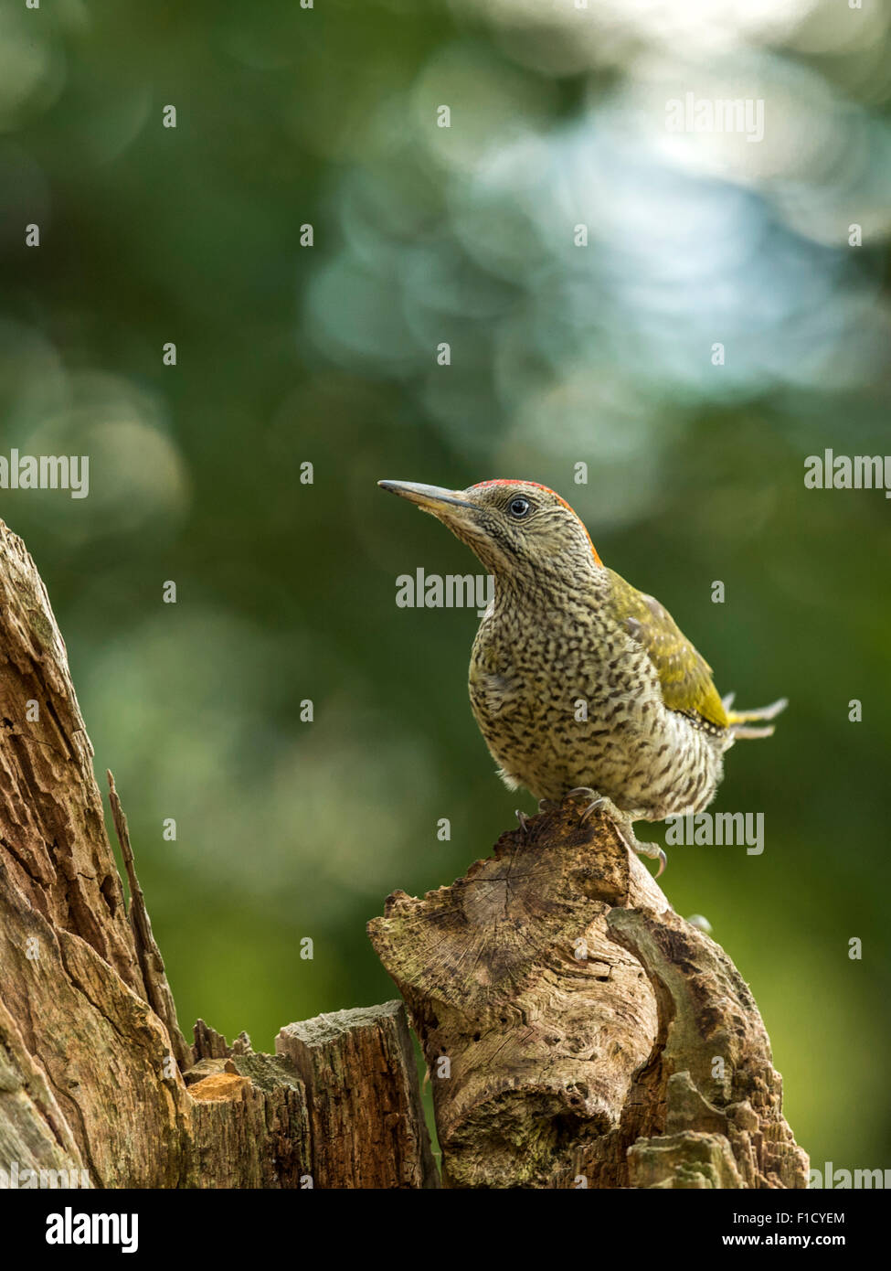 Juvenile European Green Woodpecker (Picus viridis) foraging in natural woodland countryside setting. Beautiful, unique footage. Stock Photo