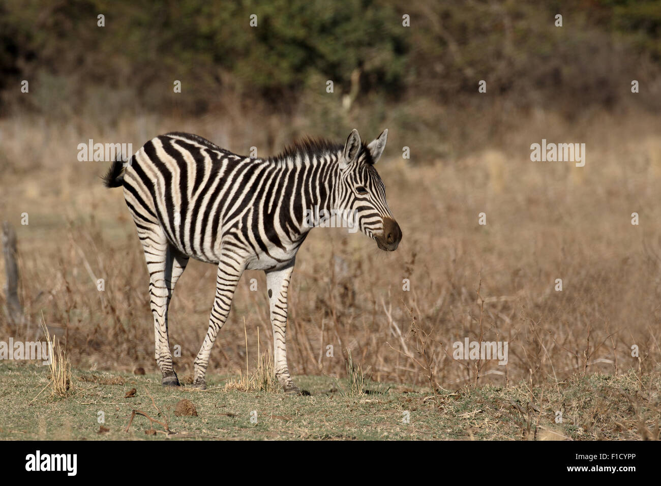 Plains or Burchells zebra, Equus quagga, single mammal,  South Africa, August 2015 Stock Photo