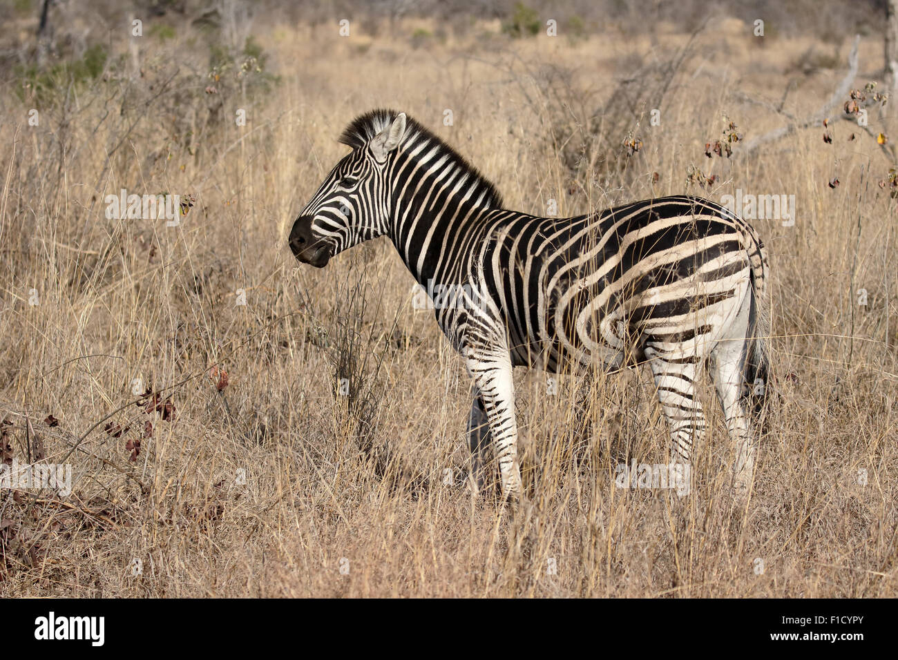 Plains or Burchells zebra, Equus quagga, single mammal,  South Africa, August 2015 Stock Photo