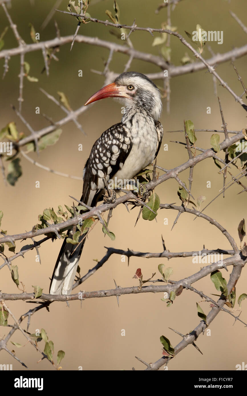 Red-billed hornbill, Tockus erythrorhynchus,  single bird on branch, South Africa, August 2015 Stock Photo
