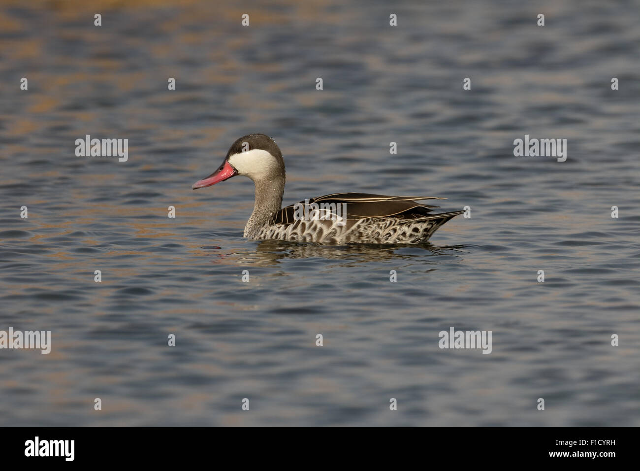 Red-billed teal, Anas erythrorhyncha, single bird on water, South Africa, August 2015 Stock Photo