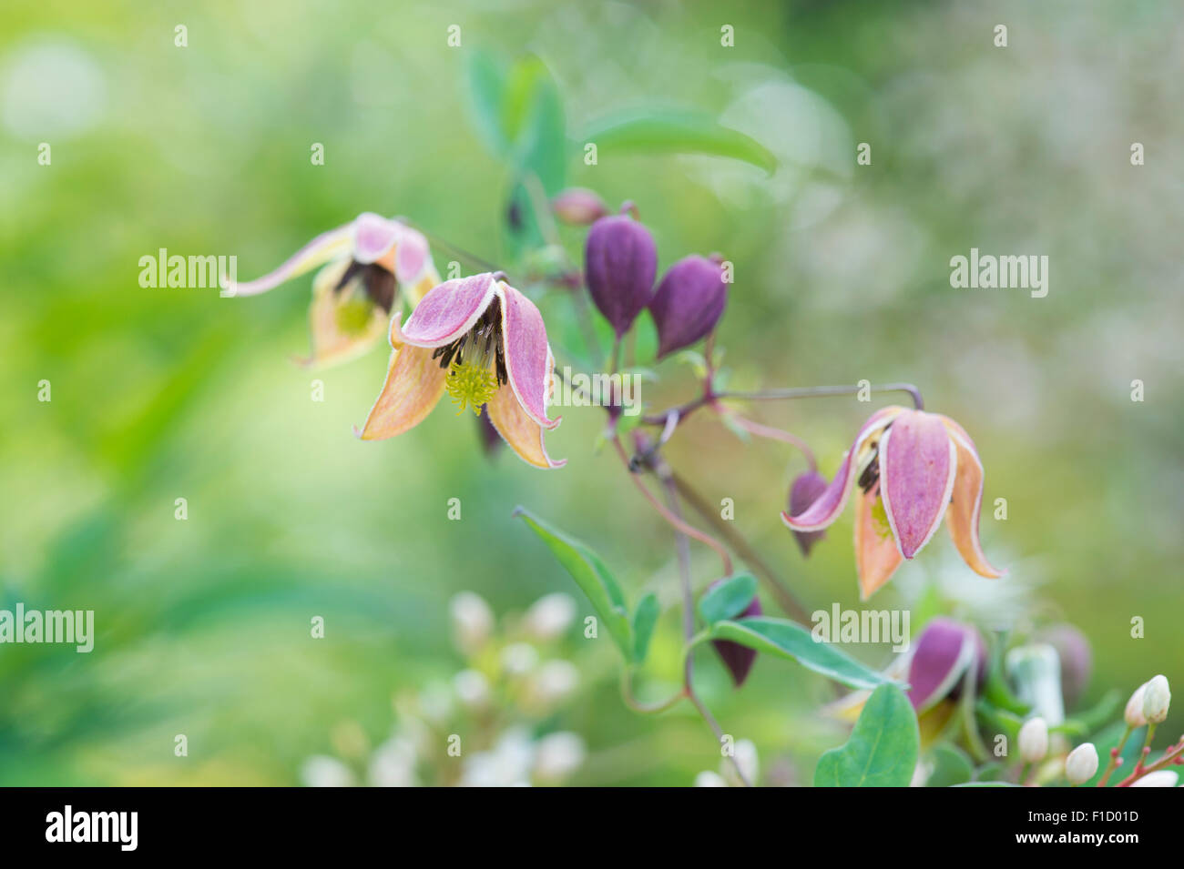 Clematis Tangutica 'My Angel' flowers Stock Photo
