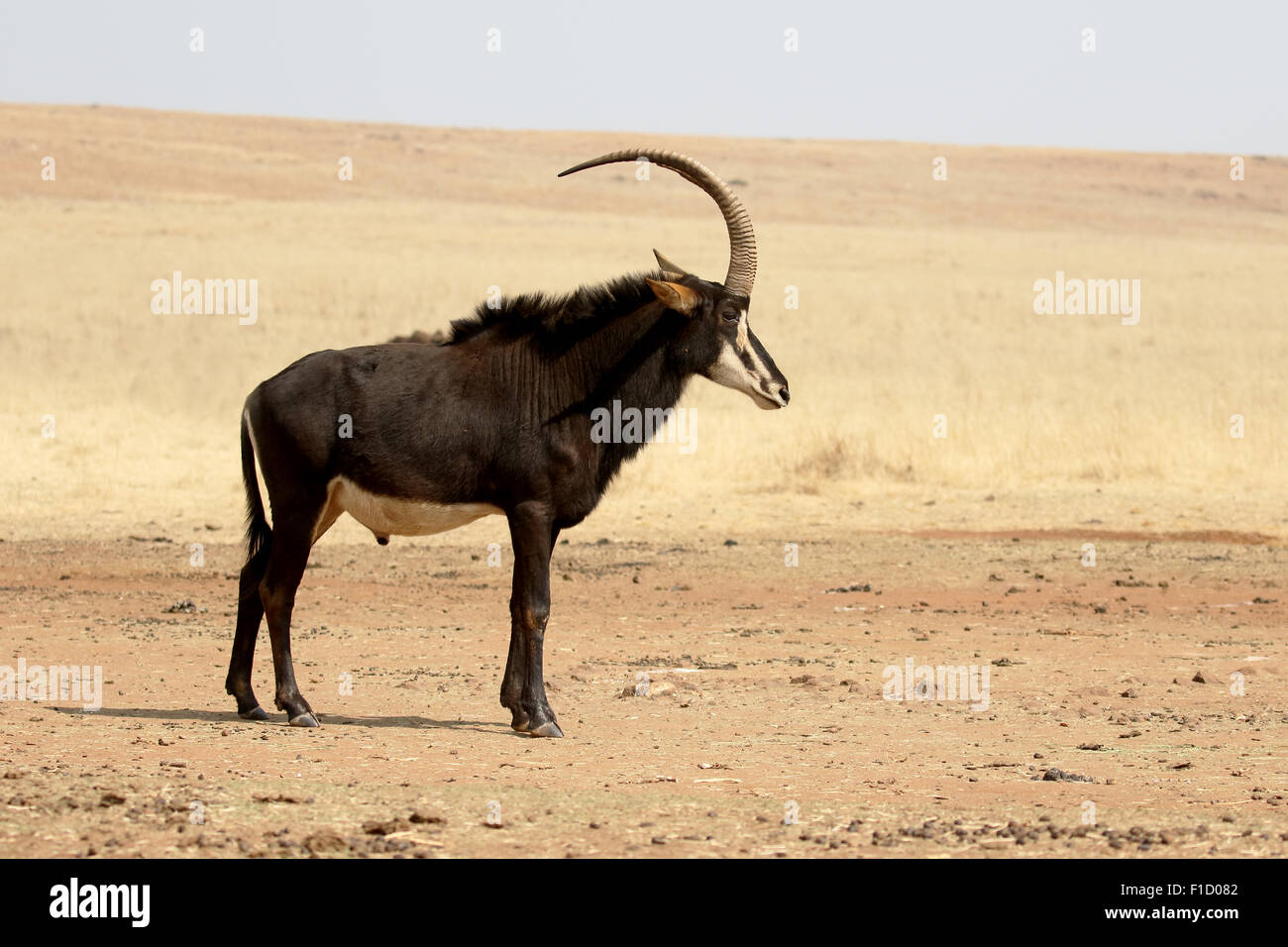 Sable, Hippotragus niger, single mammal, South Africa, August 2015 Stock Photo