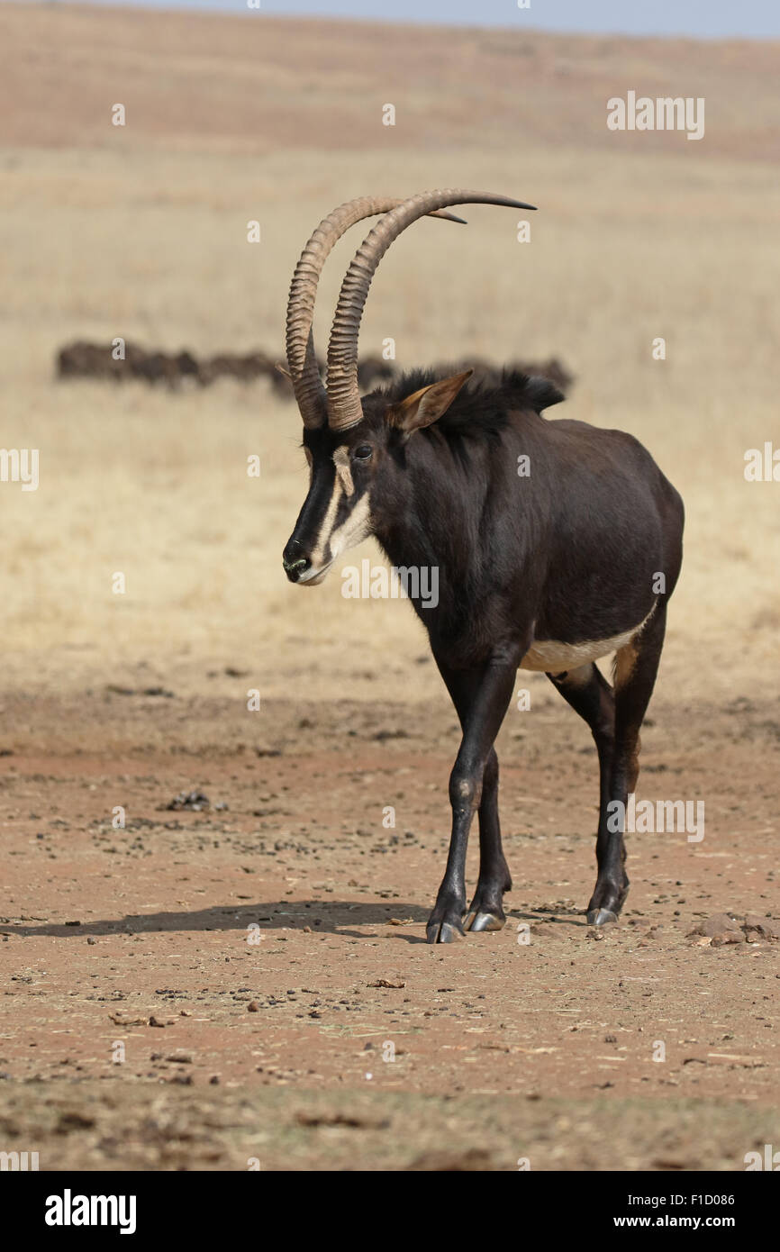 Sable, Hippotragus niger, single mammal, South Africa, August 2015 Stock Photo