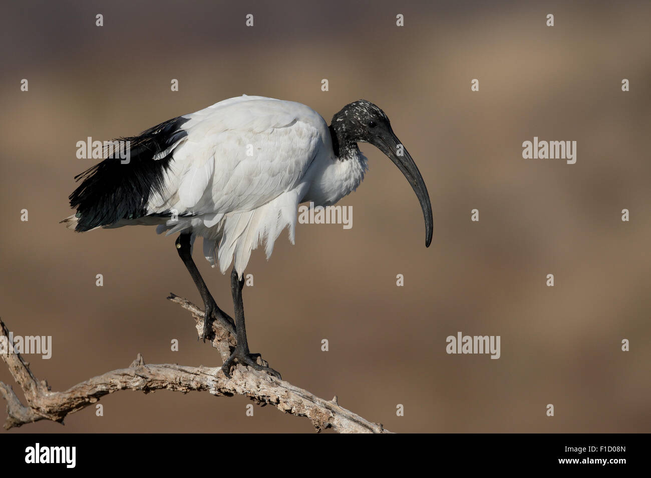 Sacred ibis, Threskiornis aethiopicus,  single bird on branch, South Africa, August 2015 Stock Photo