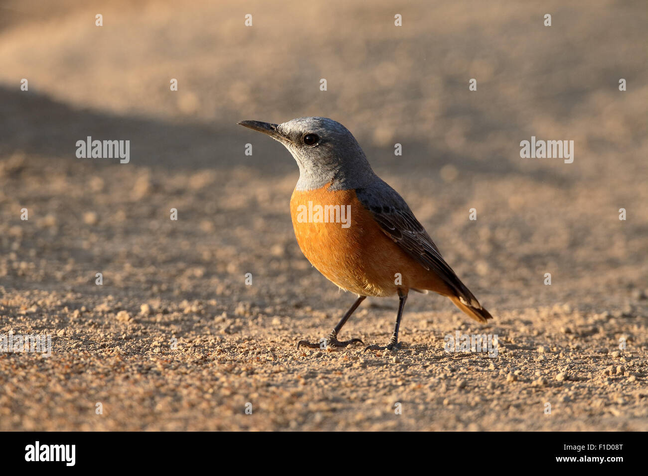 Short-toed rock-thrush, Monticola brevipes,  single bird on ground, South Africa, August 2015 Stock Photo