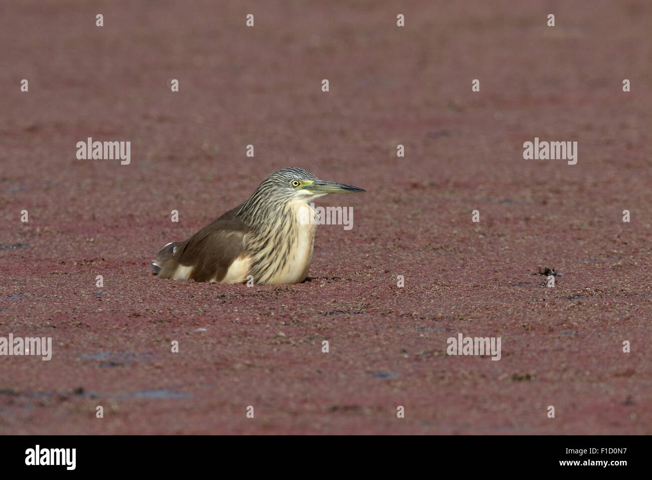 Squacco heron, Ardeola ralloides, single bird in water, South Africa, August 2015 Stock Photo