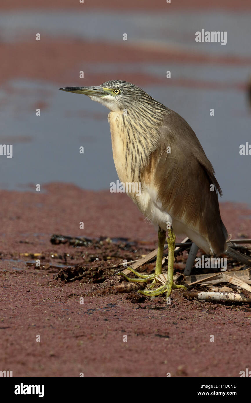 Squacco heron, Ardeola ralloides, single bird by water, South Africa, August 2015 Stock Photo