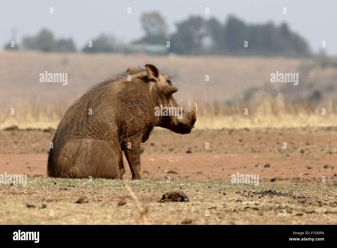 Warthog, Phacochoerus aethiopicus, single mammal, South Africa, August 2015 Stock Photo