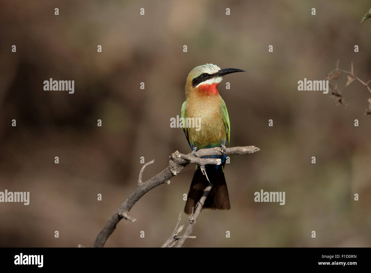 White-fronted bee-eater, Merops bullockoides, single bird on branch, South Africa, August 2015 Stock Photo
