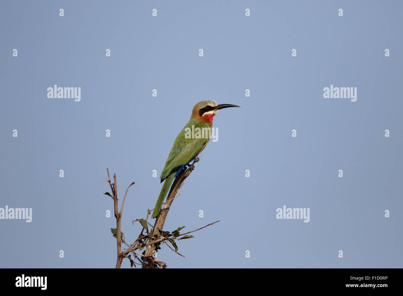 White-fronted bee-eater, Merops bullockoides, single bird on branch, South Africa, August 2015 Stock Photo