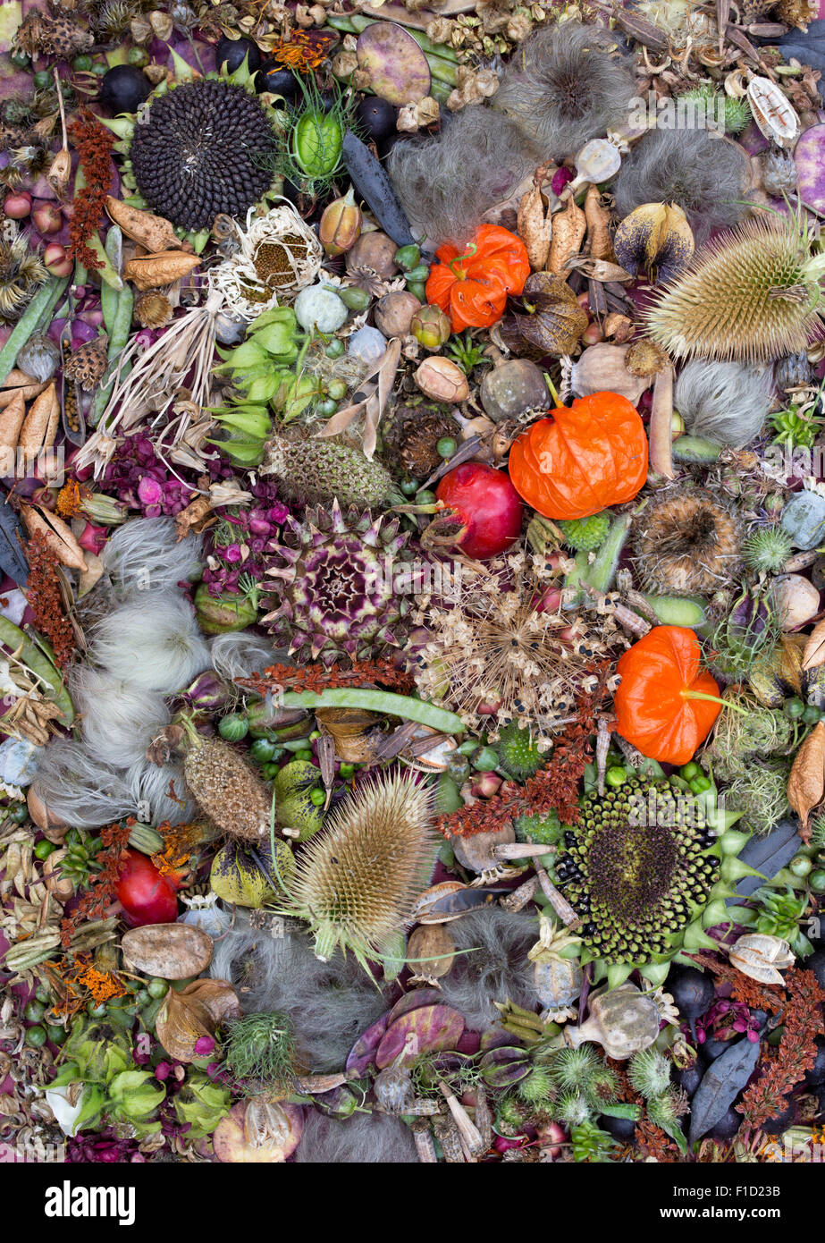Collection of dried flower seed pods and seeds from the garden Stock Photo