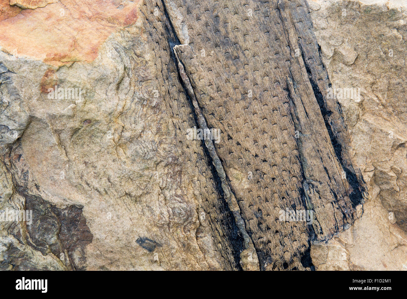 Fossilised tree bark pattern in carboniferous limestone on the Northumberland coastline. UK Stock Photo