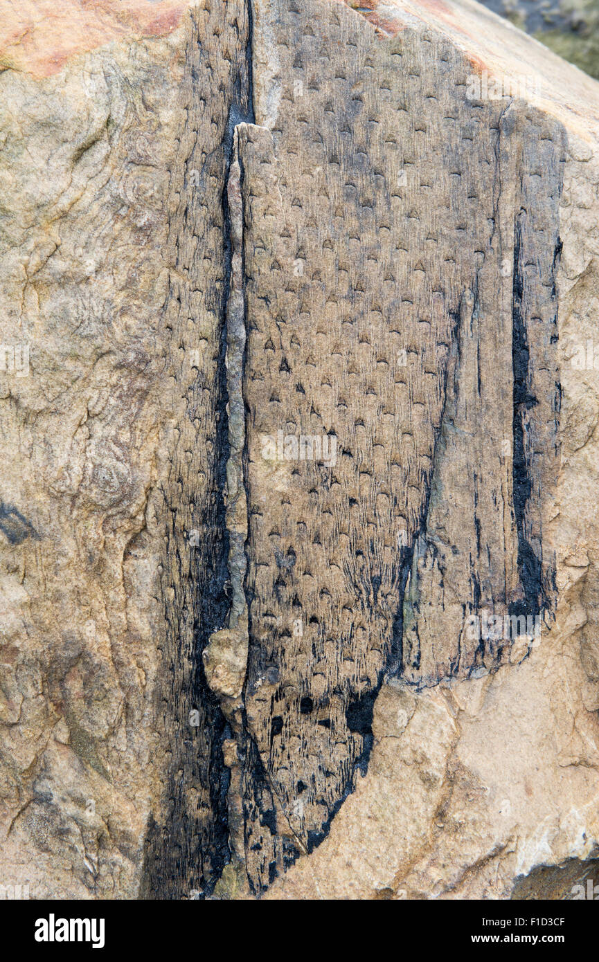 Fossilised tree bark pattern in carboniferous limestone on the Northumberland coastline. UK Stock Photo