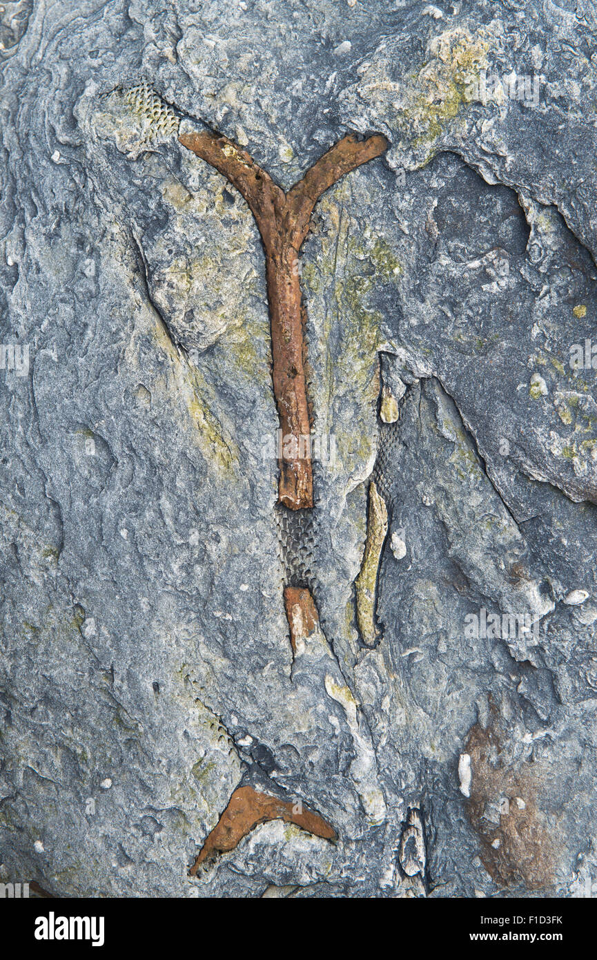 Fossilised tree branch in carboniferous limestone on the Northumberland coastline Stock Photo