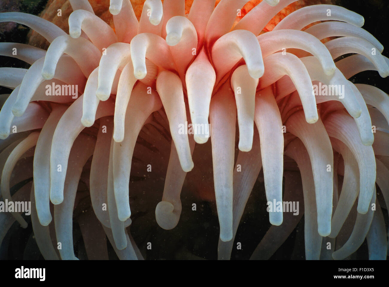 Tentacles of Northern Red Anemone (Tealia crassicornis or Urticina felina), open and trapping plankton, Deer Island, Bay of Fund Stock Photo