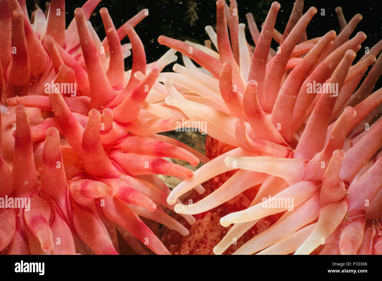 Tentacles of Northern Red Anemones (Tealia crassicornis or Urticina felina), opened and trapping plankton. Stock Photo