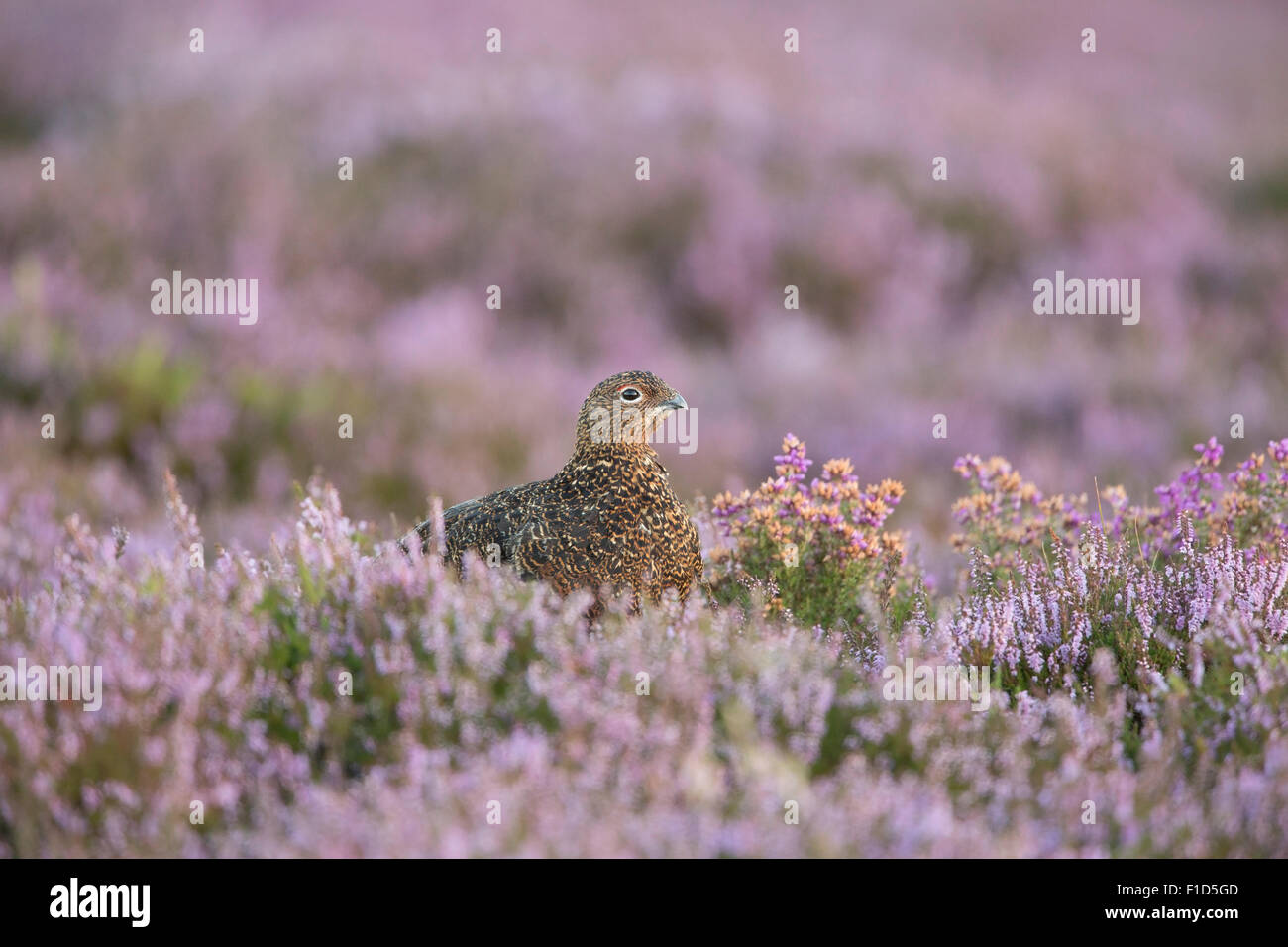 Red Grouse Amongst Heather On The Yorkshire Moors. Stock Photo