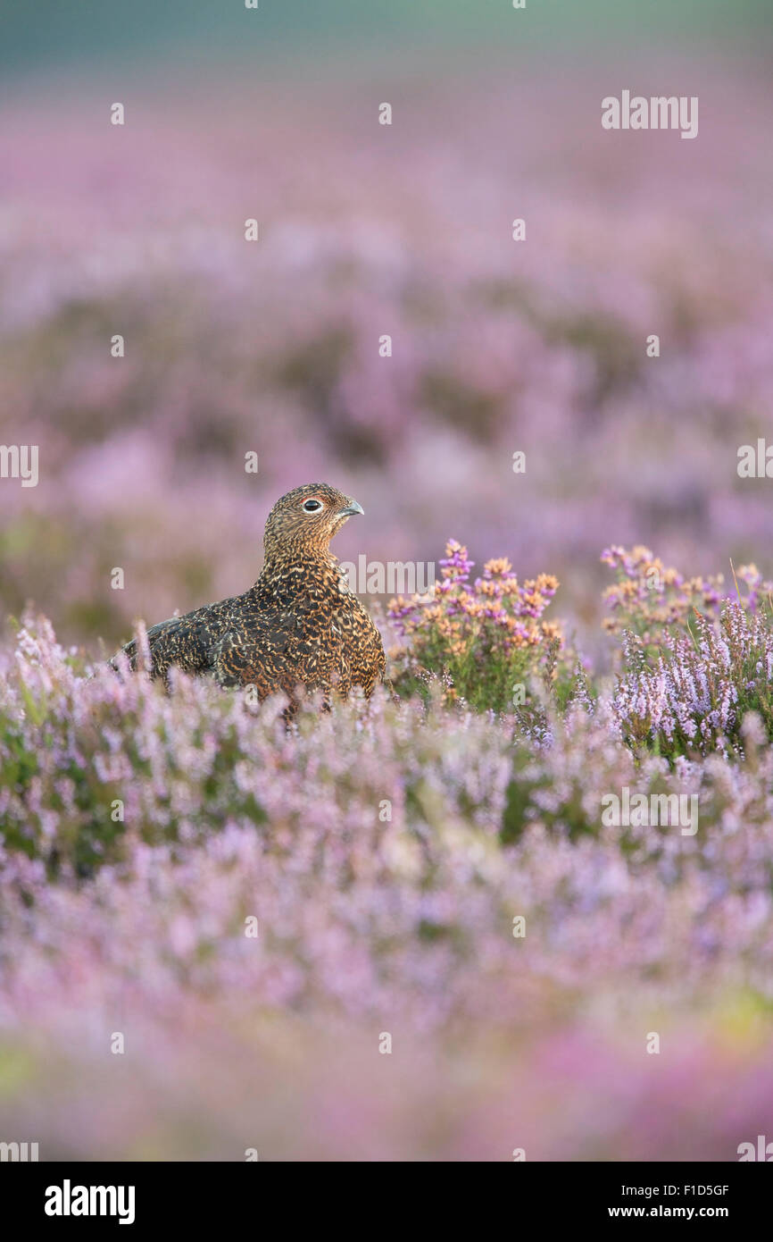 Juvenile Red Grouse Amongst Heather On The Yorkshire Moors. Stock Photo
