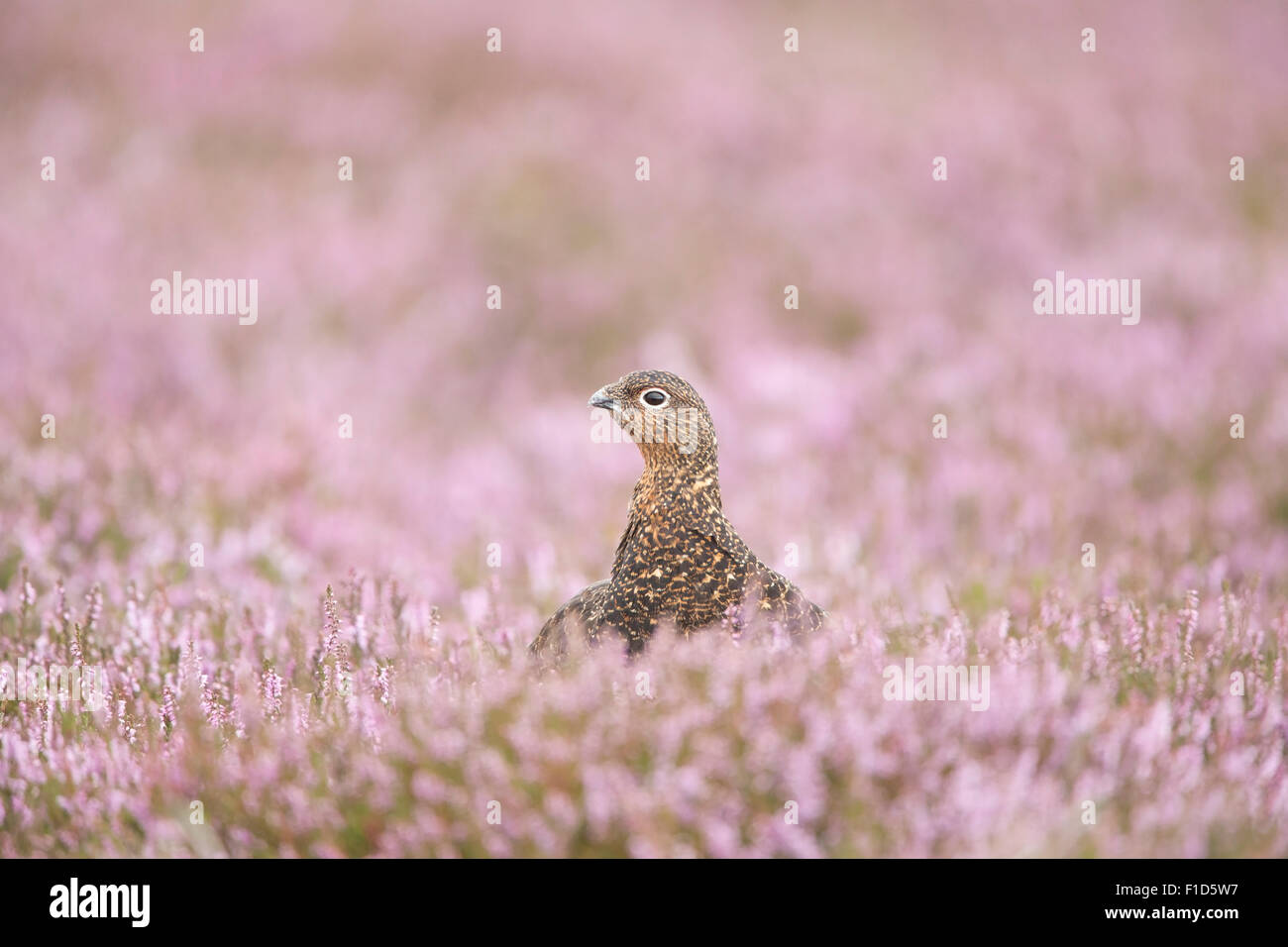 Red Grouse Looking At The Viewer Amongst Heather On The Yorkshire Moors. Stock Photo