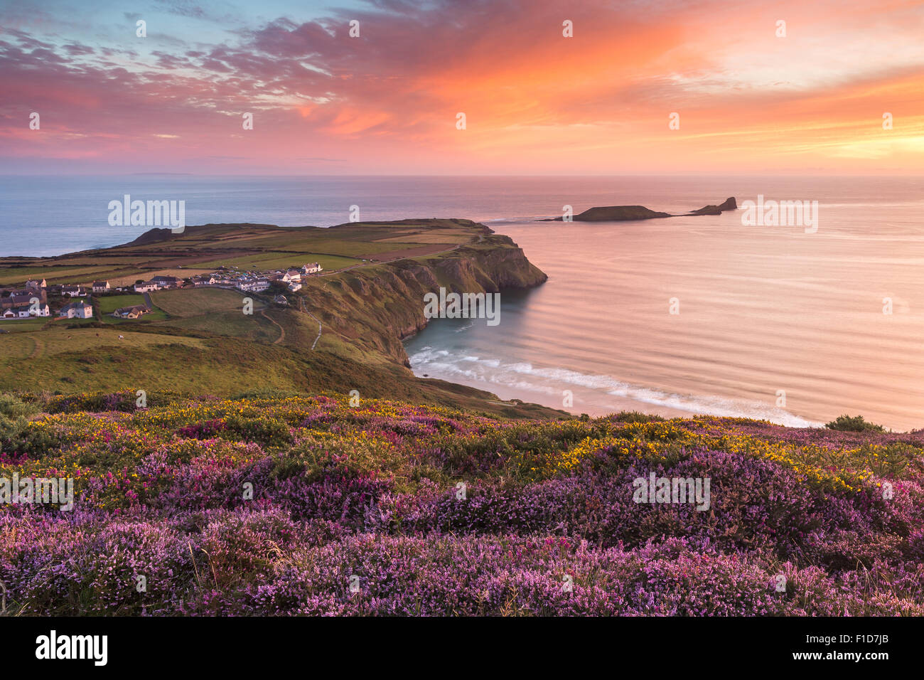 Sunset and Heather at Rhossili Bay overlooking Worm's Head in the Gower, South Wales. UK Stock Photo
