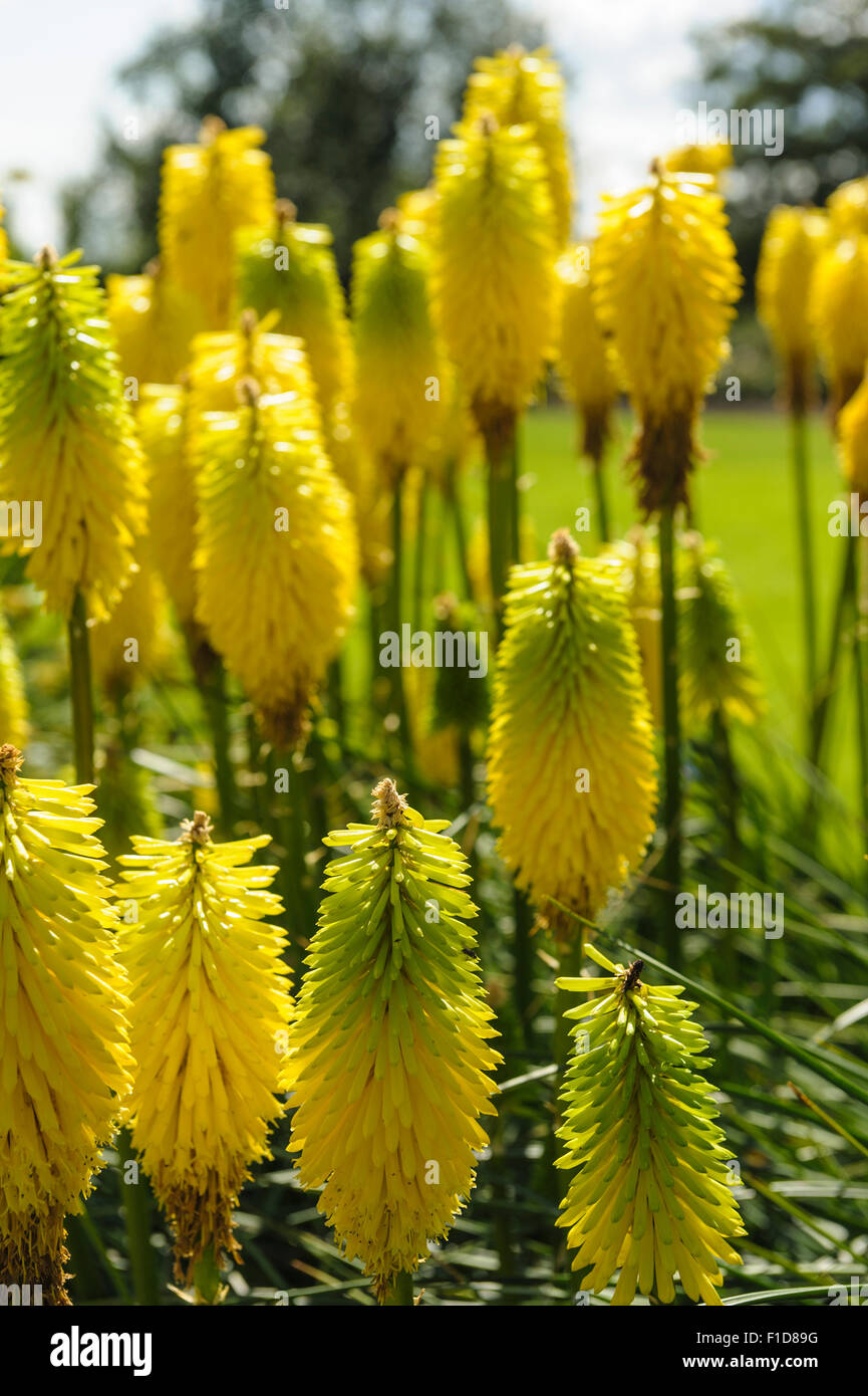 Kniphofia Early Buttercup Stock Photo - Alamy