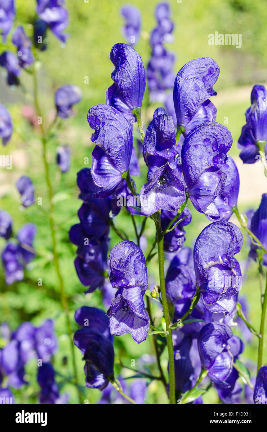 one very beutiful flower deep purple Stock Photo