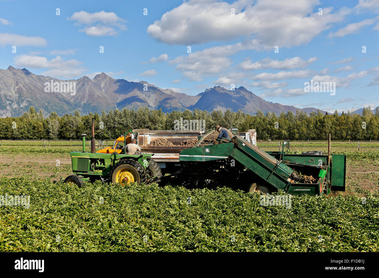 John Deere tractor pulling Lockwood potato harvester. Stock Photo