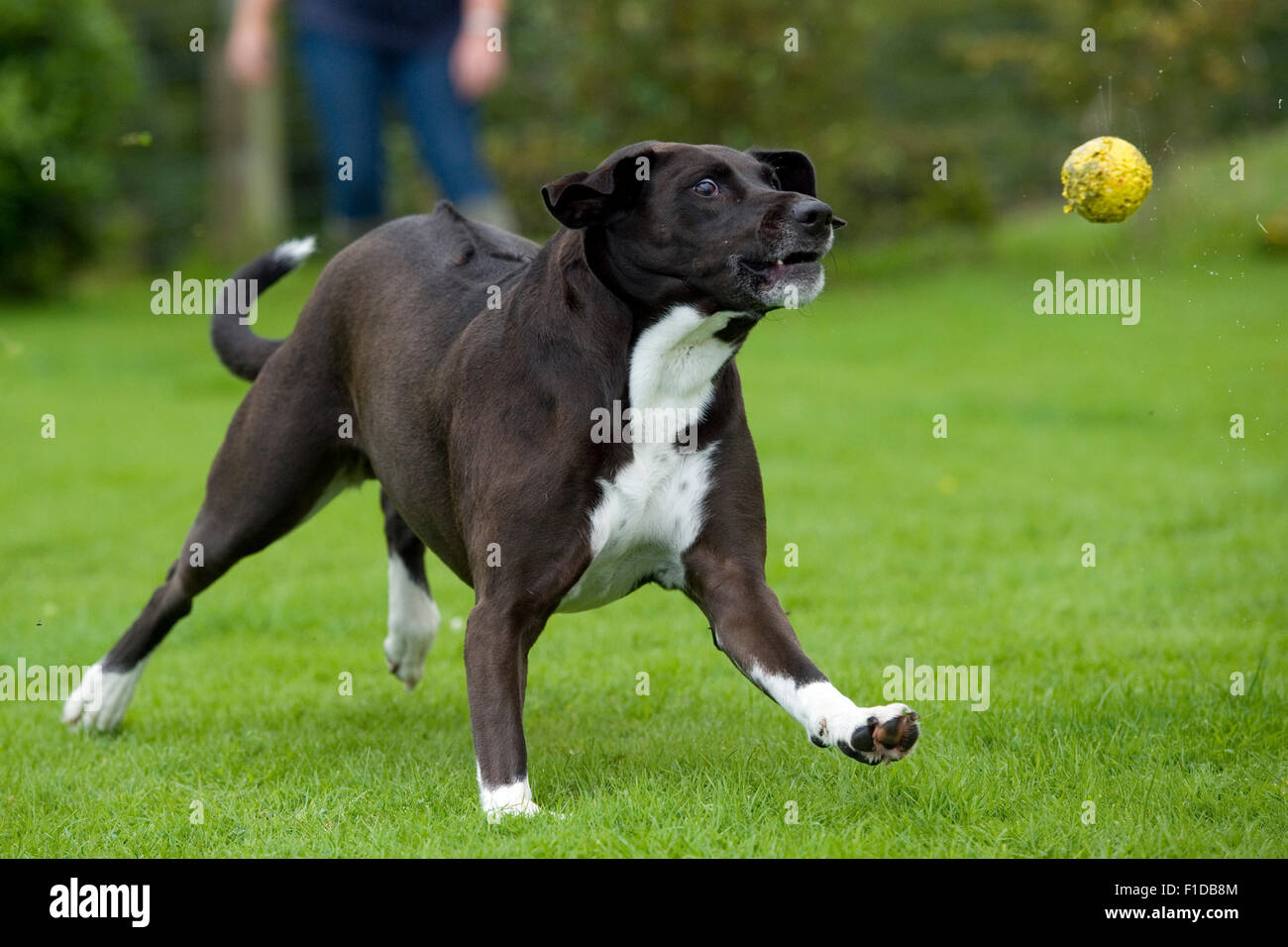 Why Do Dogs Like Chasing Balls