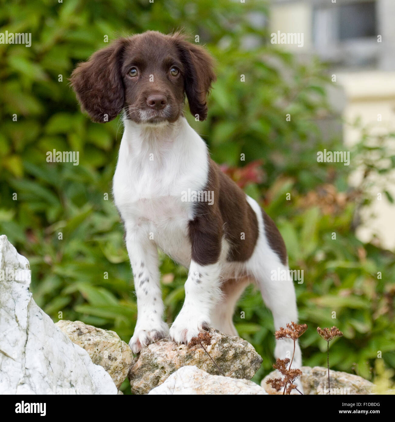 english springer spaniel puppy Stock Photo - Alamy