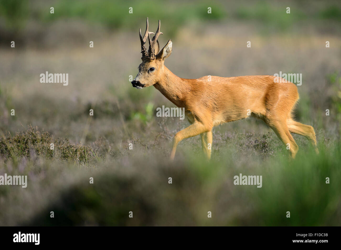 Roe deer buck with big antlers Stock Photo - Alamy