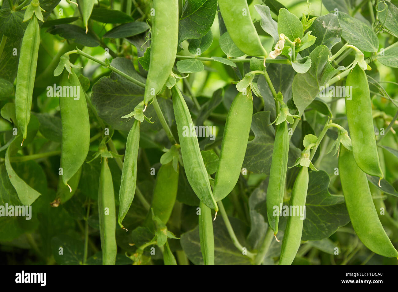 Agricultural pattern. pea pods create natural background Stock Photo