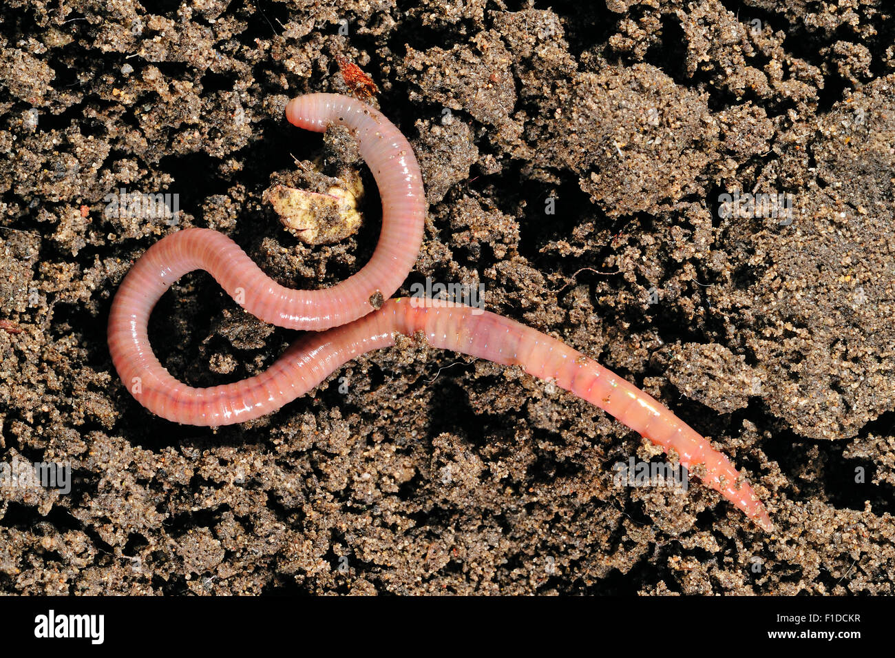 Common earthworm (Lumbricus terrestris) on soil Stock Photo