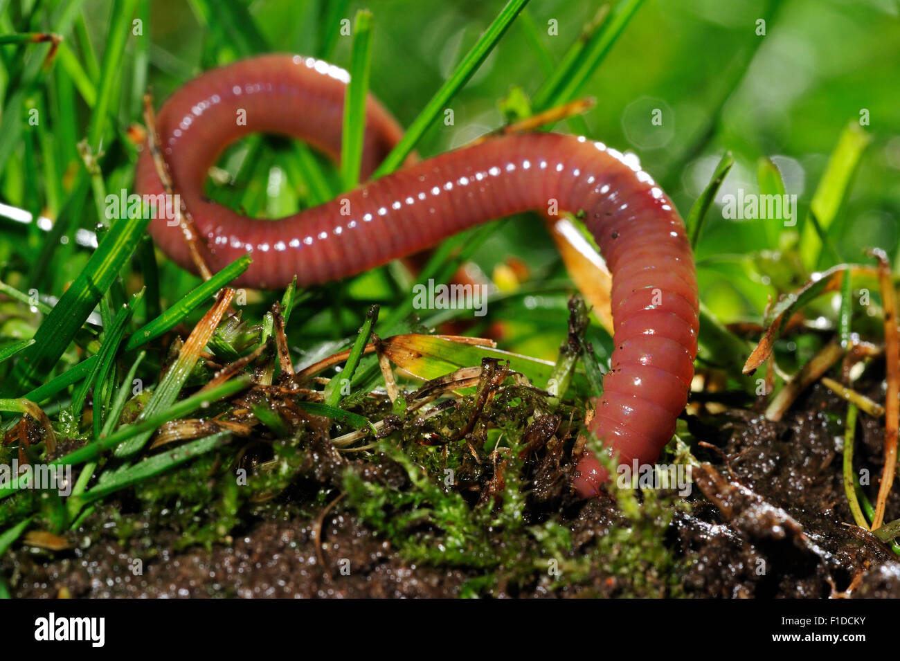 Common earthworm / lob worm (Lumbricus terrestris) burrowing into the ground in garden lawn Stock Photo