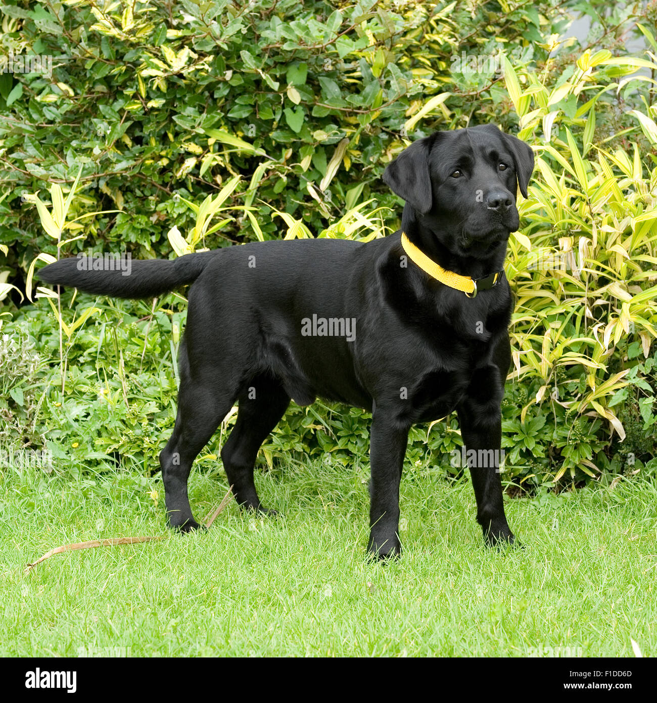 Black Labrador Retriever Standing High Resolution Stock Photography and