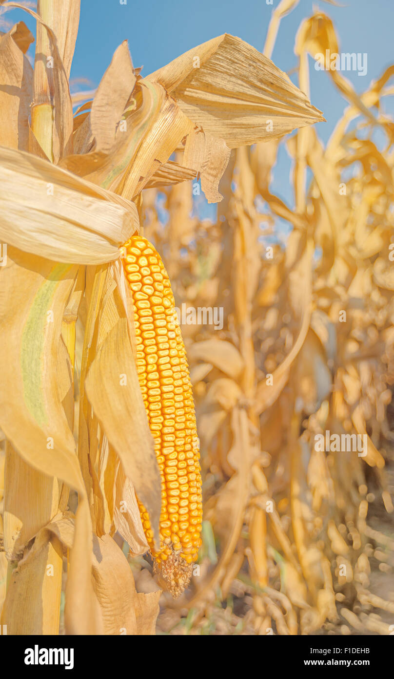 Ear maize hi-res stock photography and images - Alamy